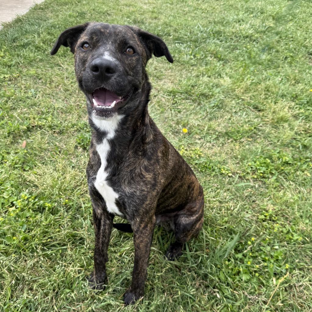 Enlarge Benny, a Adoptable mixed breed in Brenham, TX image 2/6