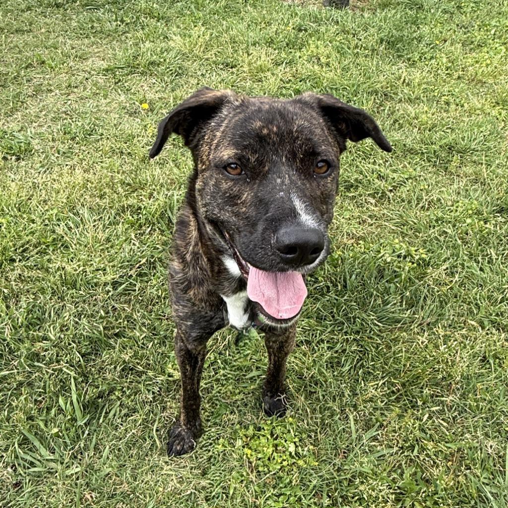Enlarge Benny, a Adoptable mixed breed in Brenham, TX image 3/6
