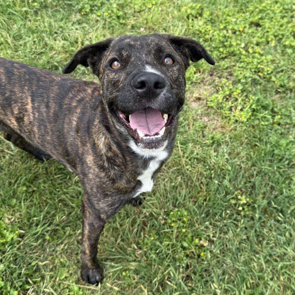 Enlarge Benny, a Adoptable mixed breed in Brenham, TX image 4/6