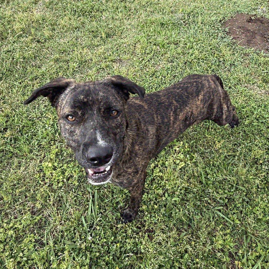 Enlarge Benny, a Adoptable mixed breed in Brenham, TX image 5/6