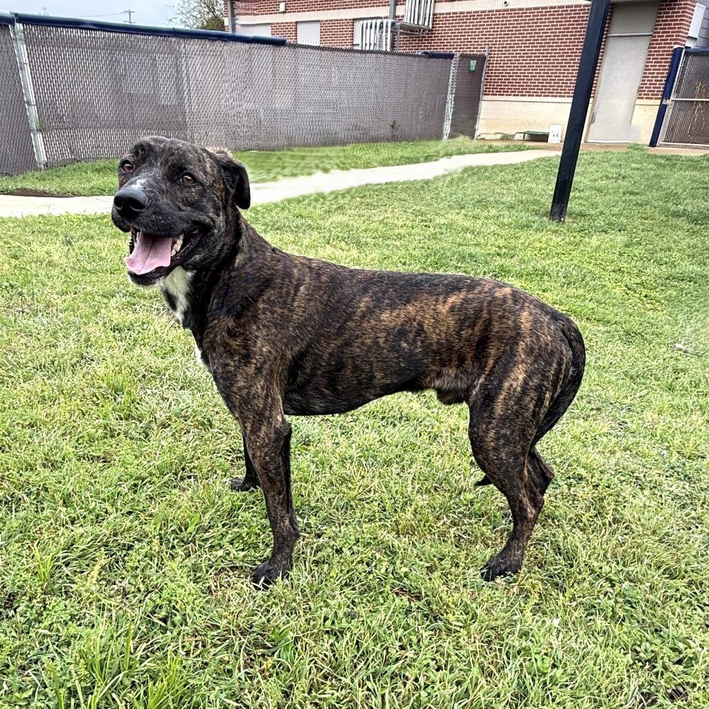Enlarge Benny, a Adoptable mixed breed in Brenham, TX image 6/6