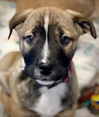 Maine, Adoptable, Puppy Male Mixed Breed & Mixed Breed.