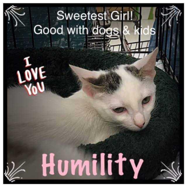 Humility, Adopted, Kitten Female Domestic Short Hair.
