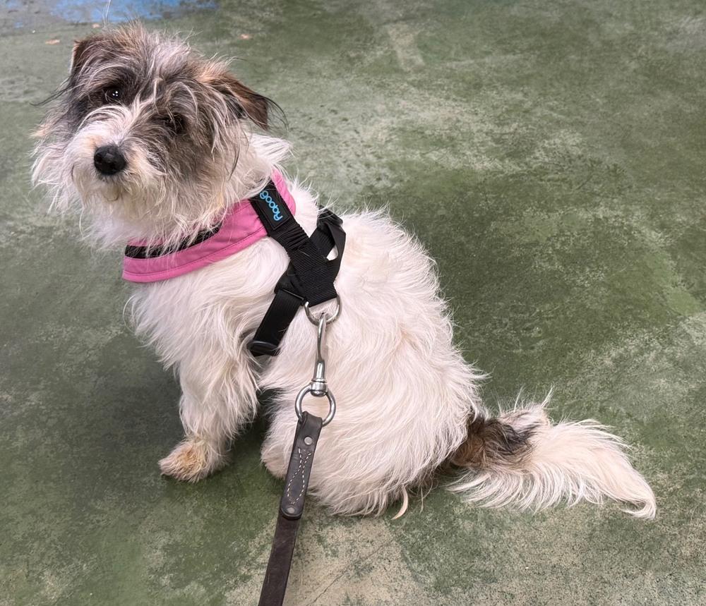 Minnow, a Adoptable mixed breed in Anderson, CA image 2/2