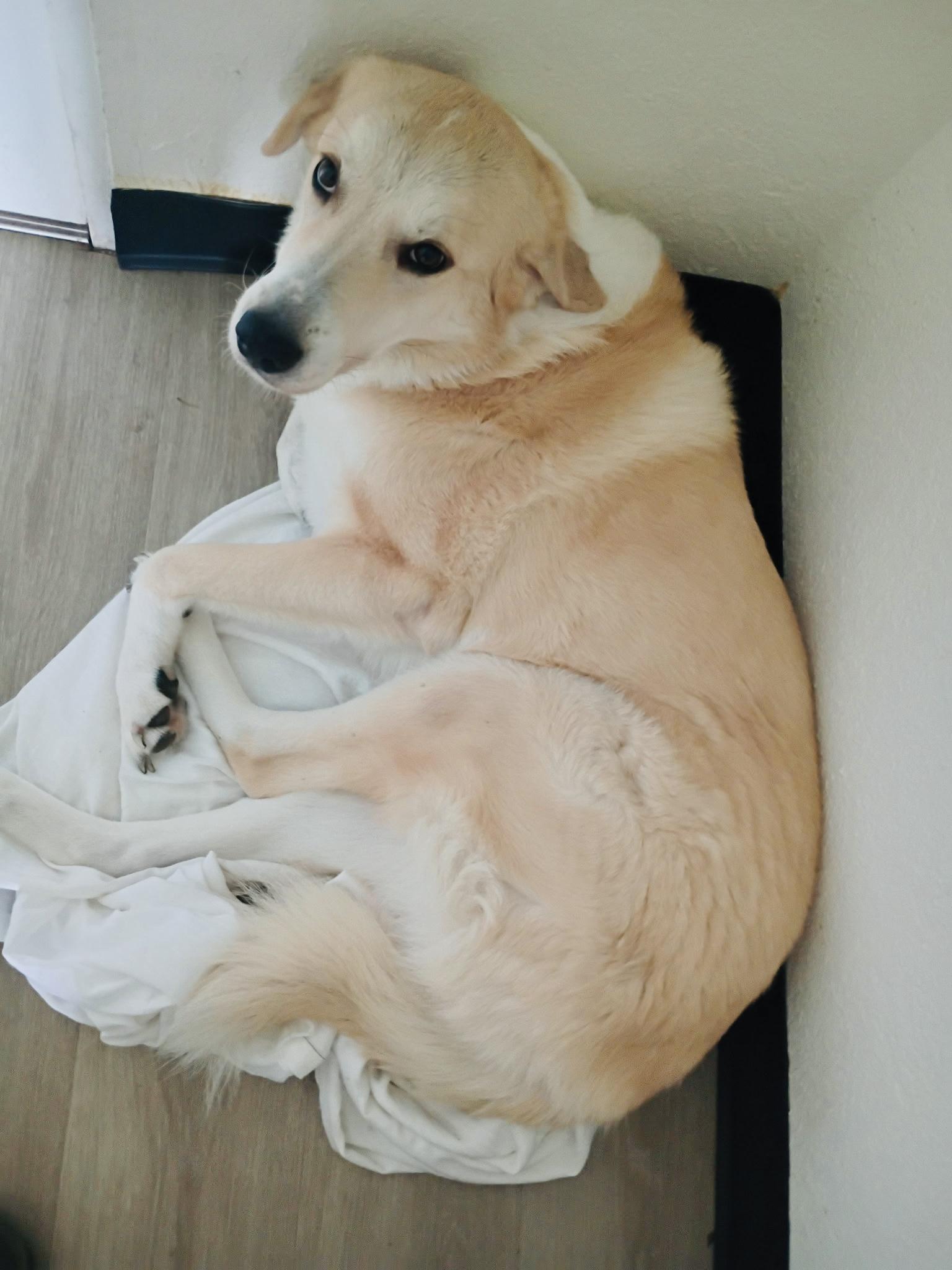 Rockie (LOVING DOG) video, Adoptable, Adult Male Great Pyrenees & Border Collie.