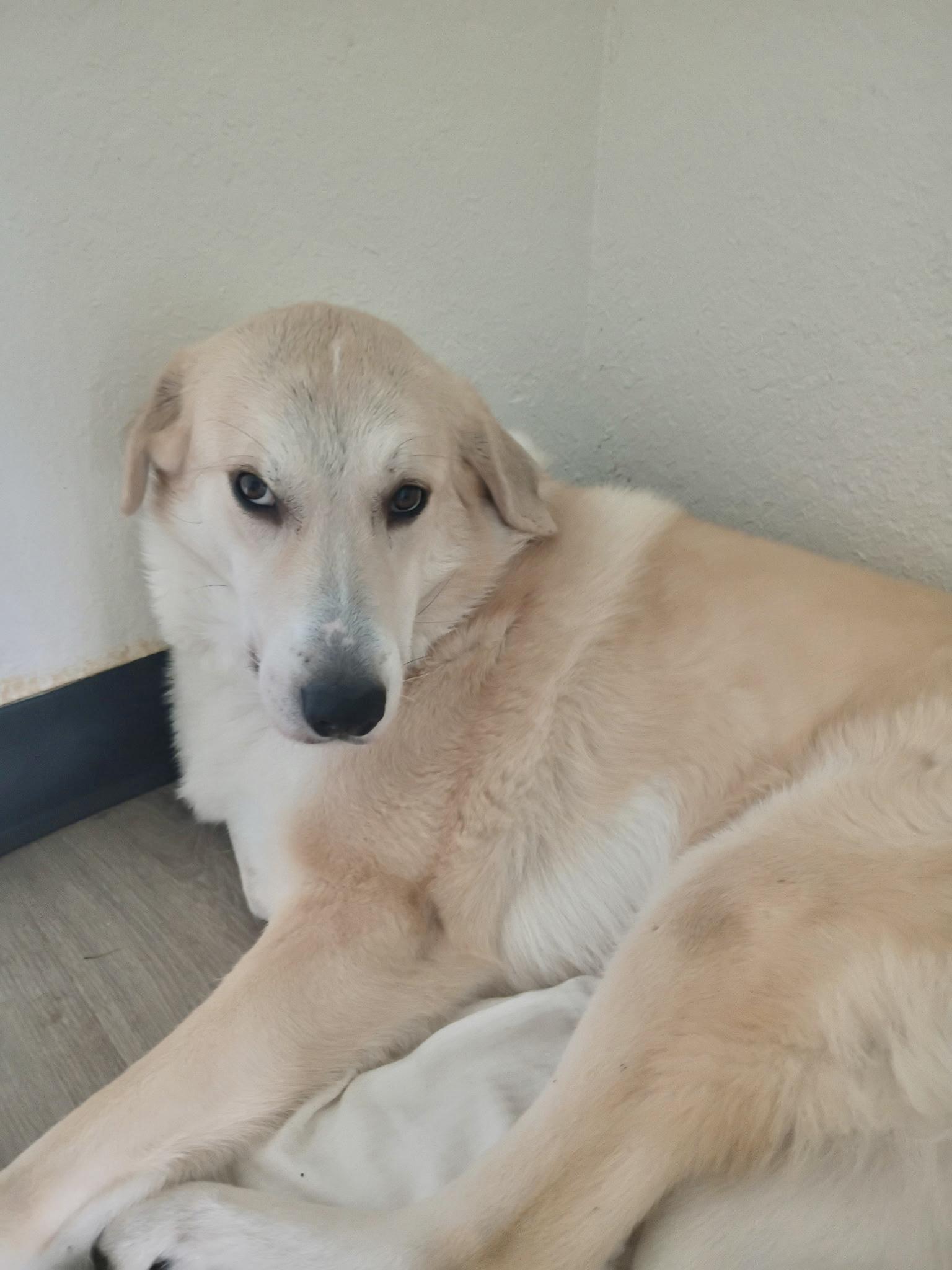 Rockie (LOVING DOG) video, a Adoptable mixed breed in Daytona Beach, FL image 2/6