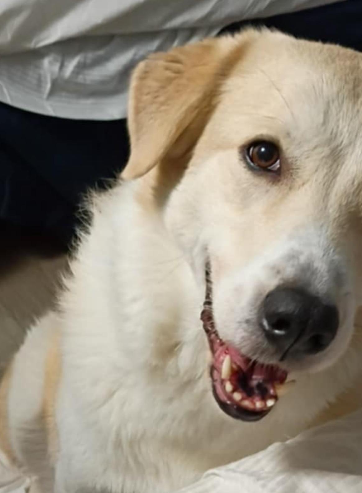 Rockie (LOVING DOG) video, a Adoptable mixed breed in Daytona Beach, FL image 3/6