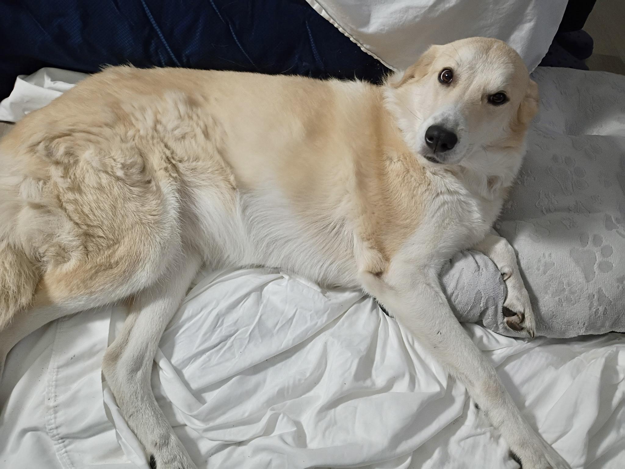 Rockie (LOVING DOG) video, a Adoptable mixed breed in Daytona Beach, FL image 4/6