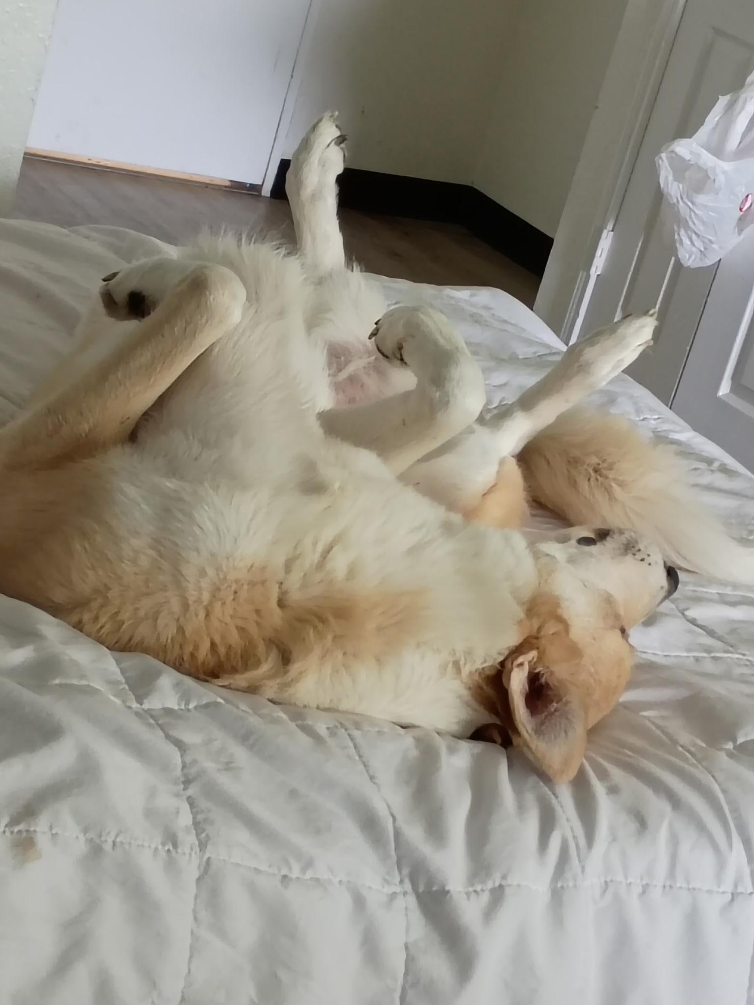 Rockie (LOVING DOG) video, a Adoptable mixed breed in Daytona Beach, FL image 5/6