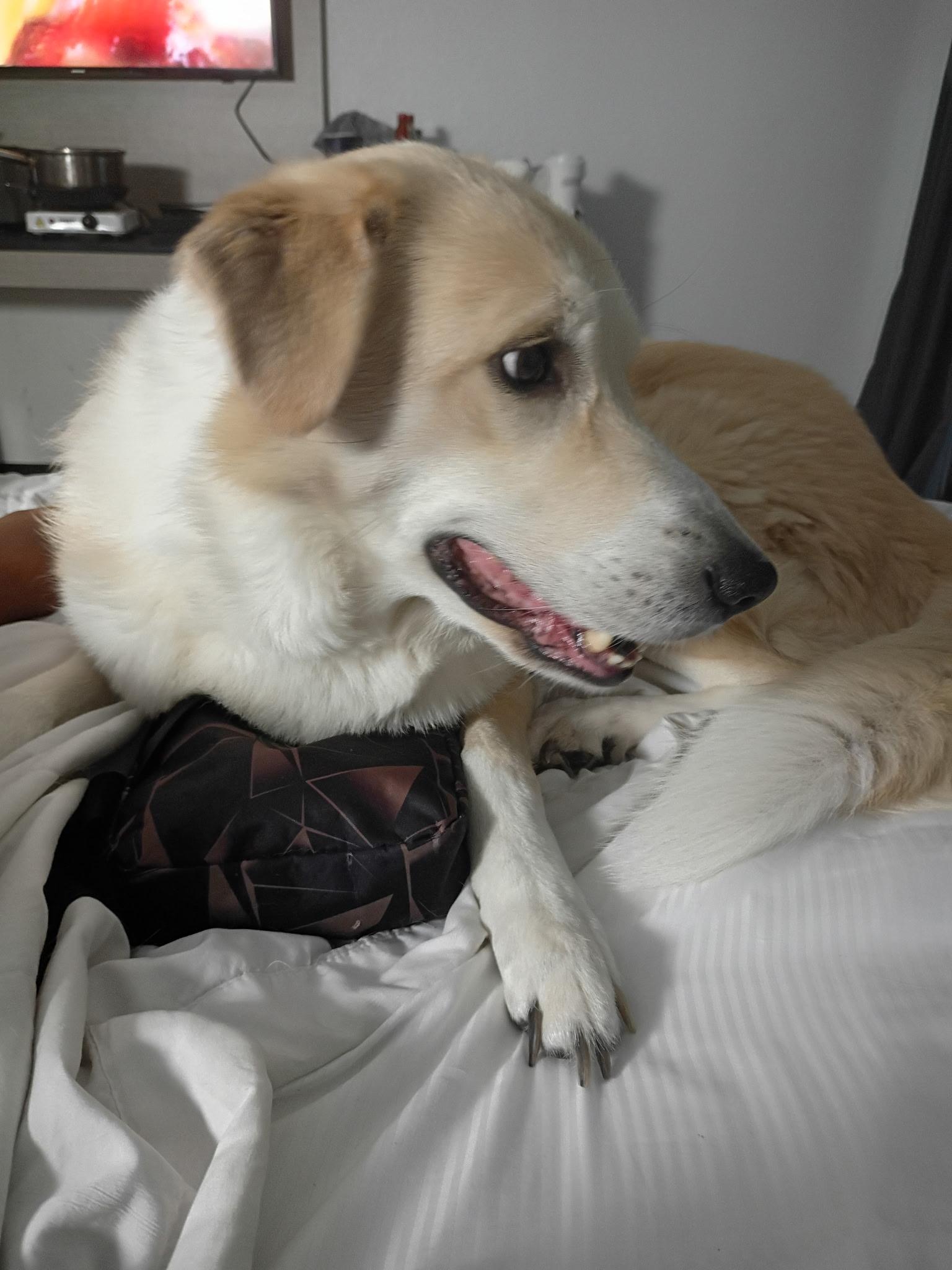 Rockie (LOVING DOG) video, a Adoptable mixed breed in Daytona Beach, FL image 6/6