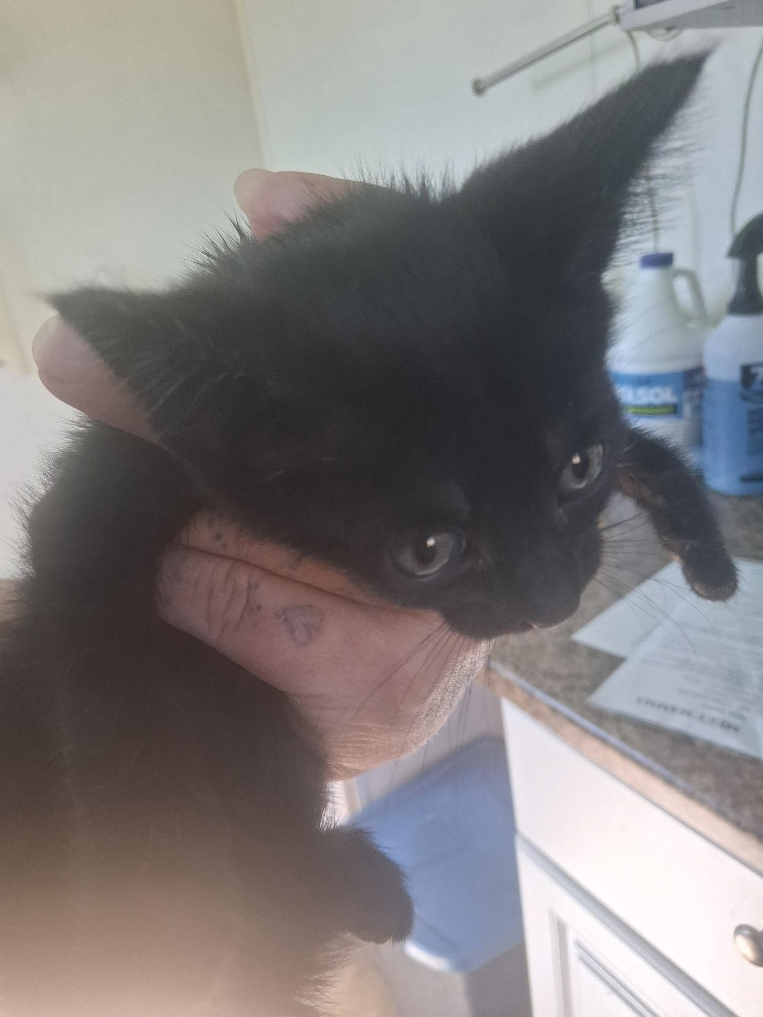 Samantha, Adopted, Kitten Female Domestic Short Hair.