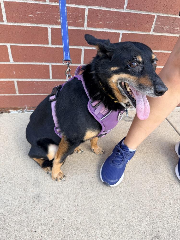 Enlarge KAI, a Adoptable mixed breed in Broomfield, CO image 1/6