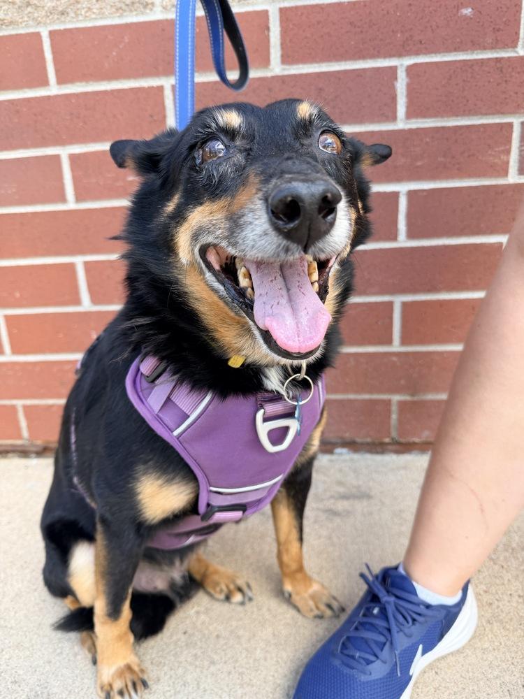 Enlarge KAI, a Adoptable mixed breed in Broomfield, CO image 2/6