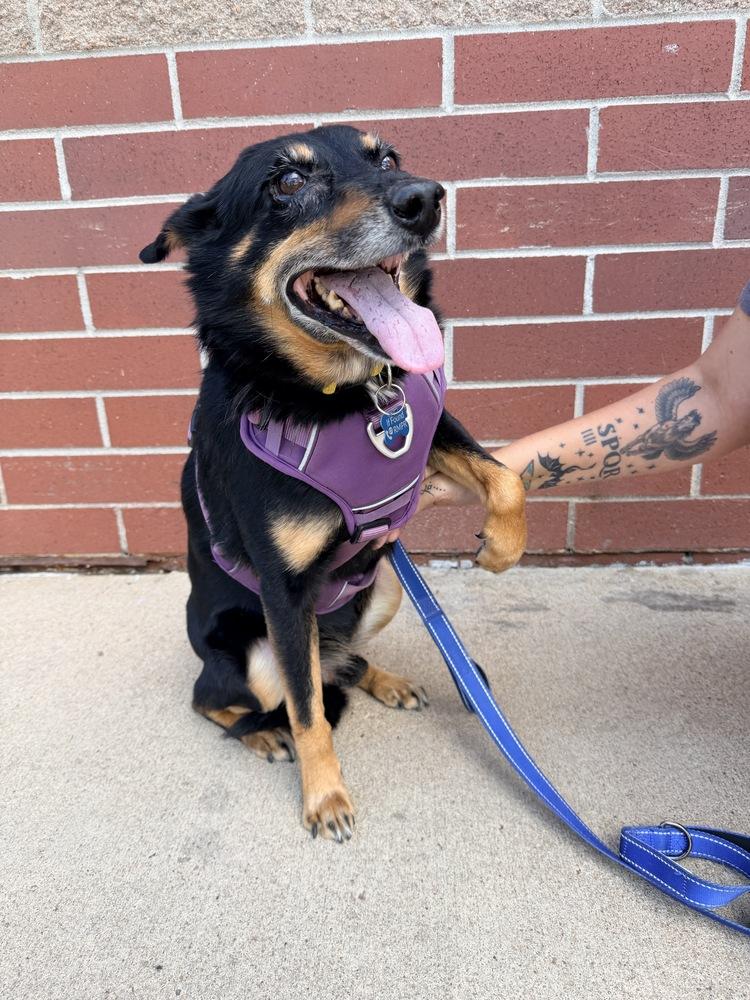 Enlarge KAI, a Adoptable mixed breed in Broomfield, CO image 4/6