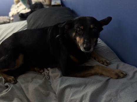 Enlarge KAI, a Adoptable mixed breed in Broomfield, CO image 5/6