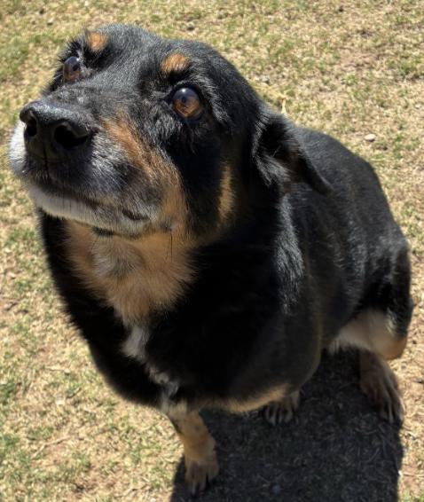 Enlarge KAI, a Adoptable mixed breed in Broomfield, CO image 6/6