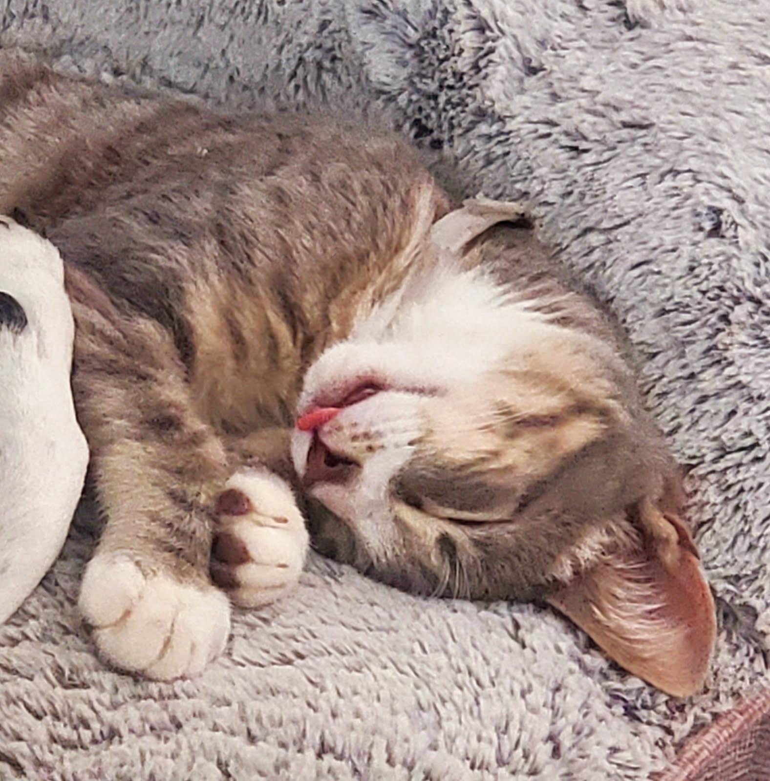 Enlarge Pollie, a Adopted mixed breed in Beverly Hills, CA image 2/5