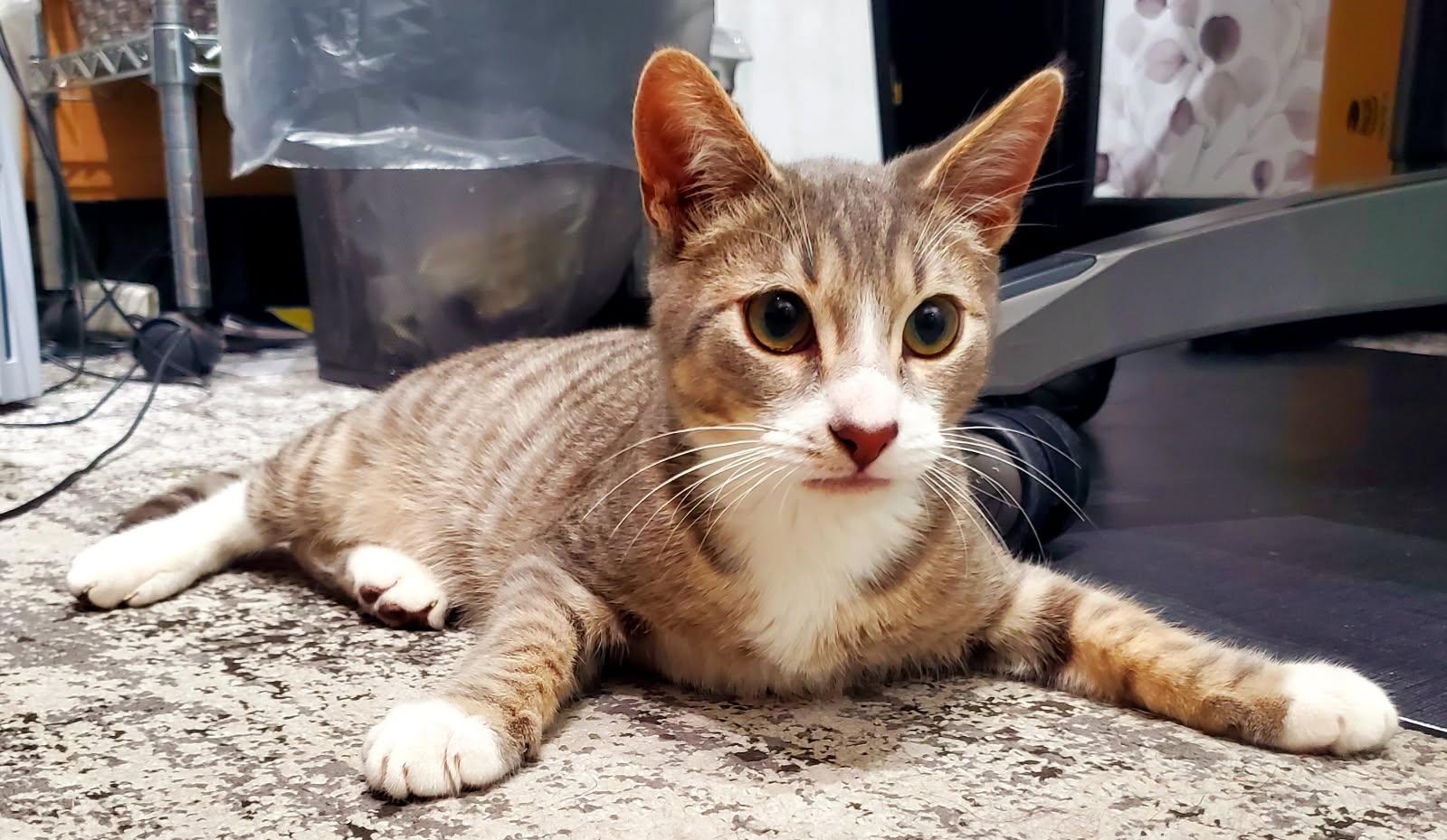 Enlarge Pollie, a Adopted mixed breed in Beverly Hills, CA image 3/5