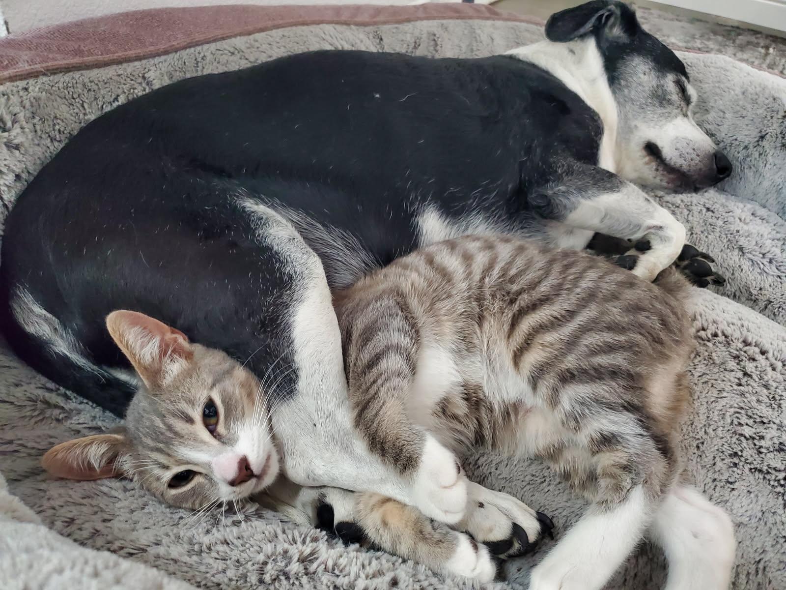 Enlarge Pollie, a Adopted mixed breed in Beverly Hills, CA image 4/5