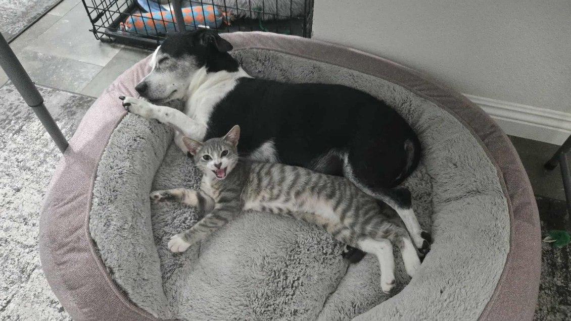 Enlarge Pollie, a Adopted mixed breed in Beverly Hills, CA image 5/5