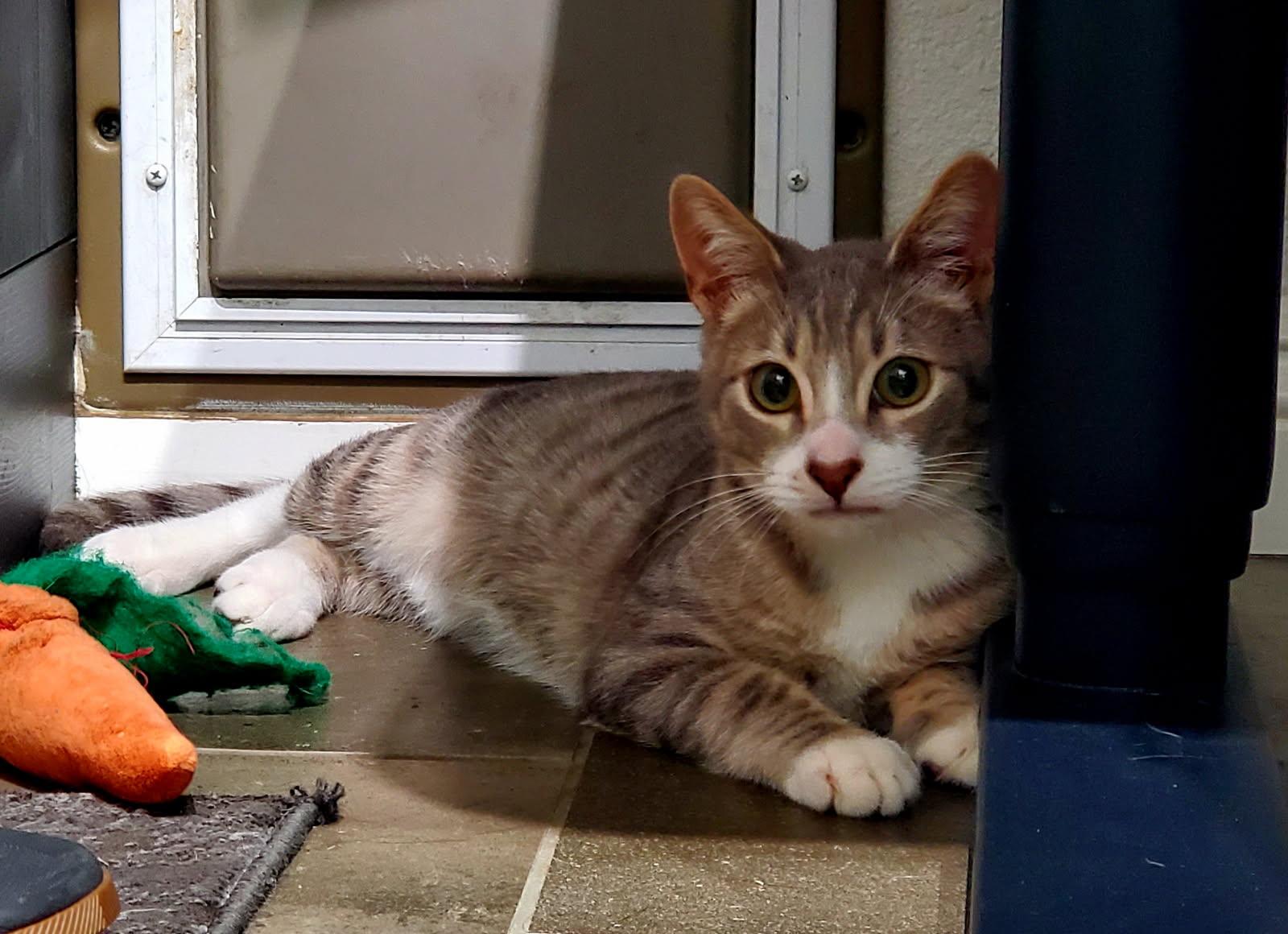 Pollie, Adopted, Kitten Male American Shorthair.