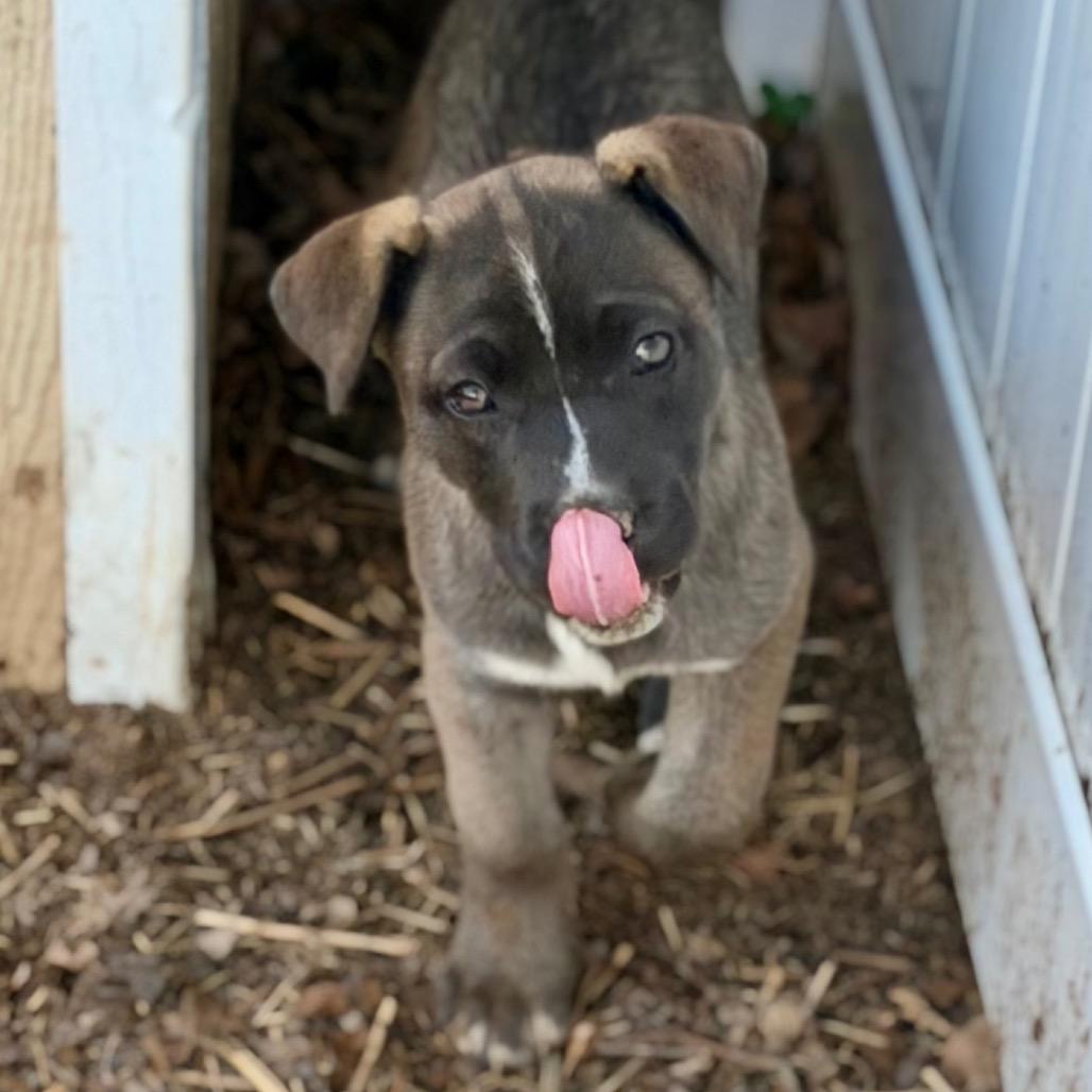 Enlarge Clover, a Adoptable mixed breed in Silver Spring, MD image 1/5