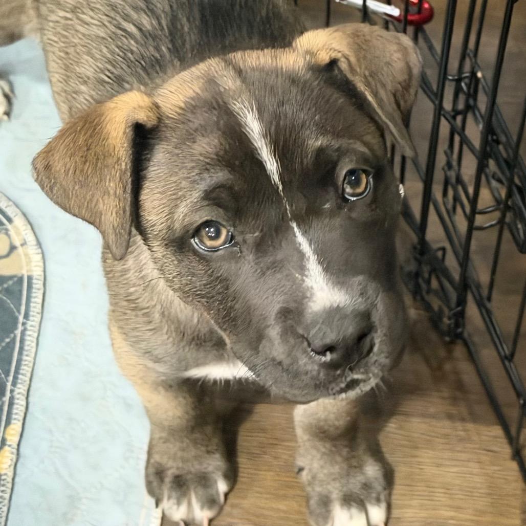 Enlarge Clover, a Adoptable mixed breed in Silver Spring, MD image 2/5