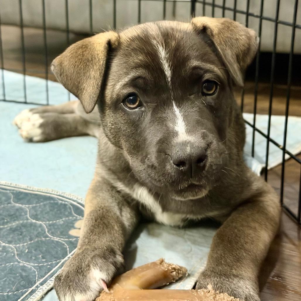 Enlarge Clover, a Adoptable mixed breed in Silver Spring, MD image 3/5