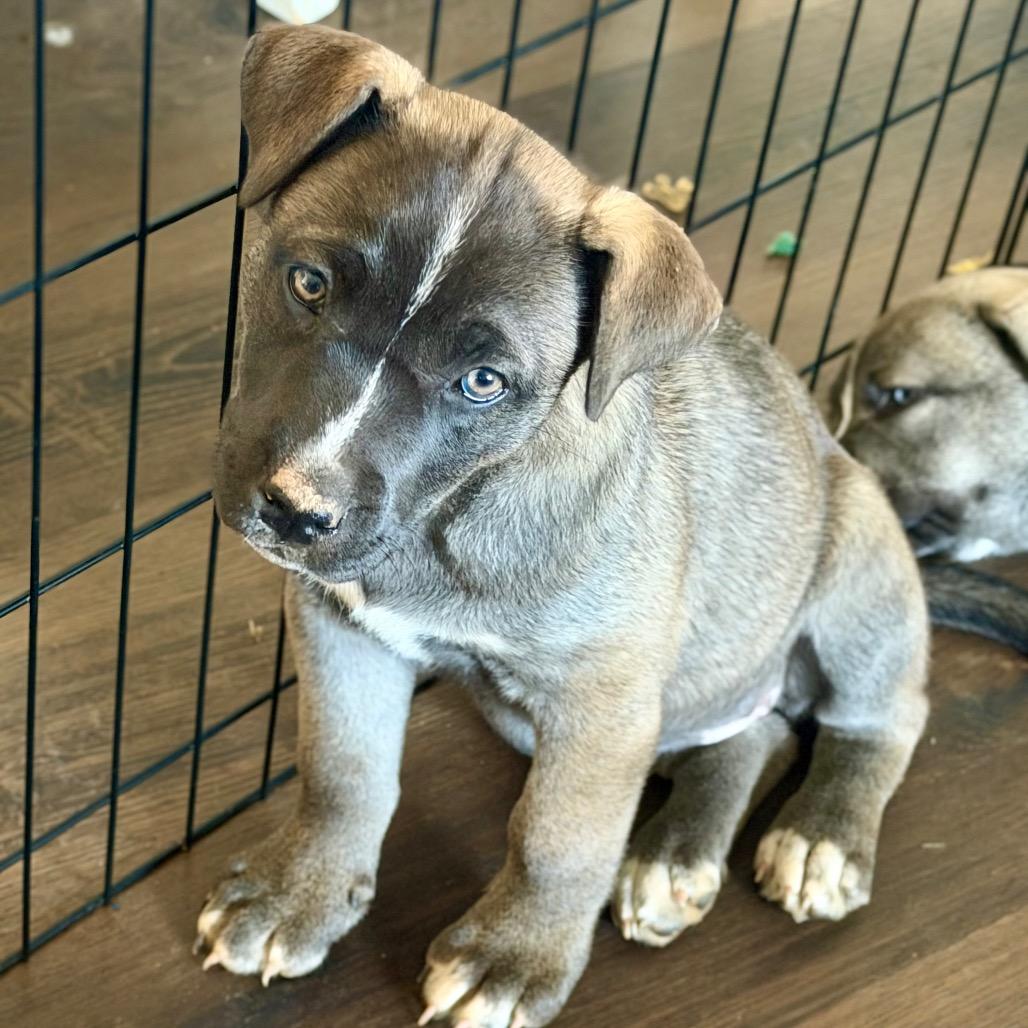 Enlarge Clover, a Adoptable mixed breed in Silver Spring, MD image 4/5