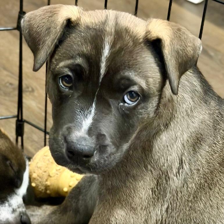 Enlarge Clover, a Adoptable mixed breed in Silver Spring, MD image 5/5