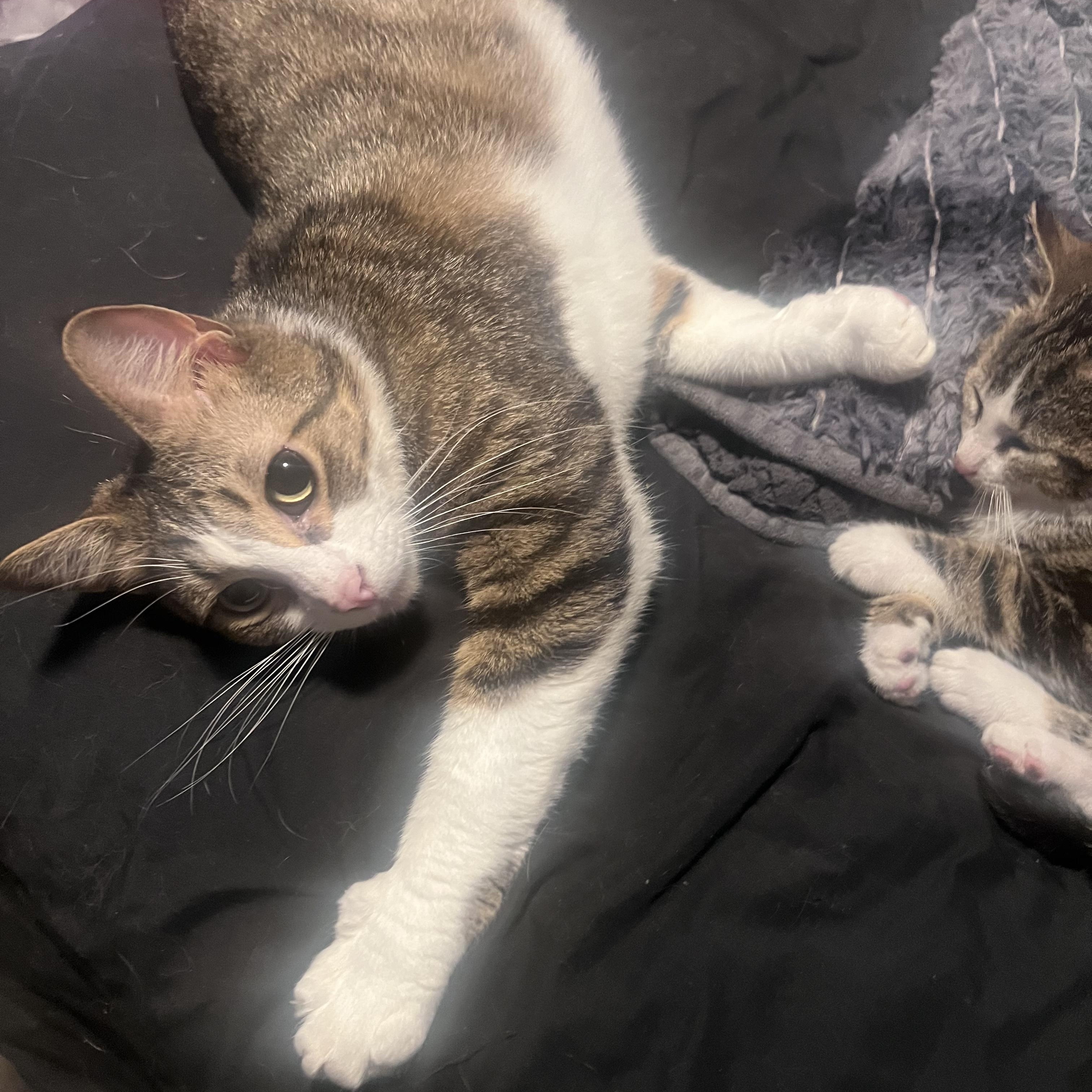 Max & Milo, a ADOPTABLE American Shorthair in Springdale, AR image 2/4