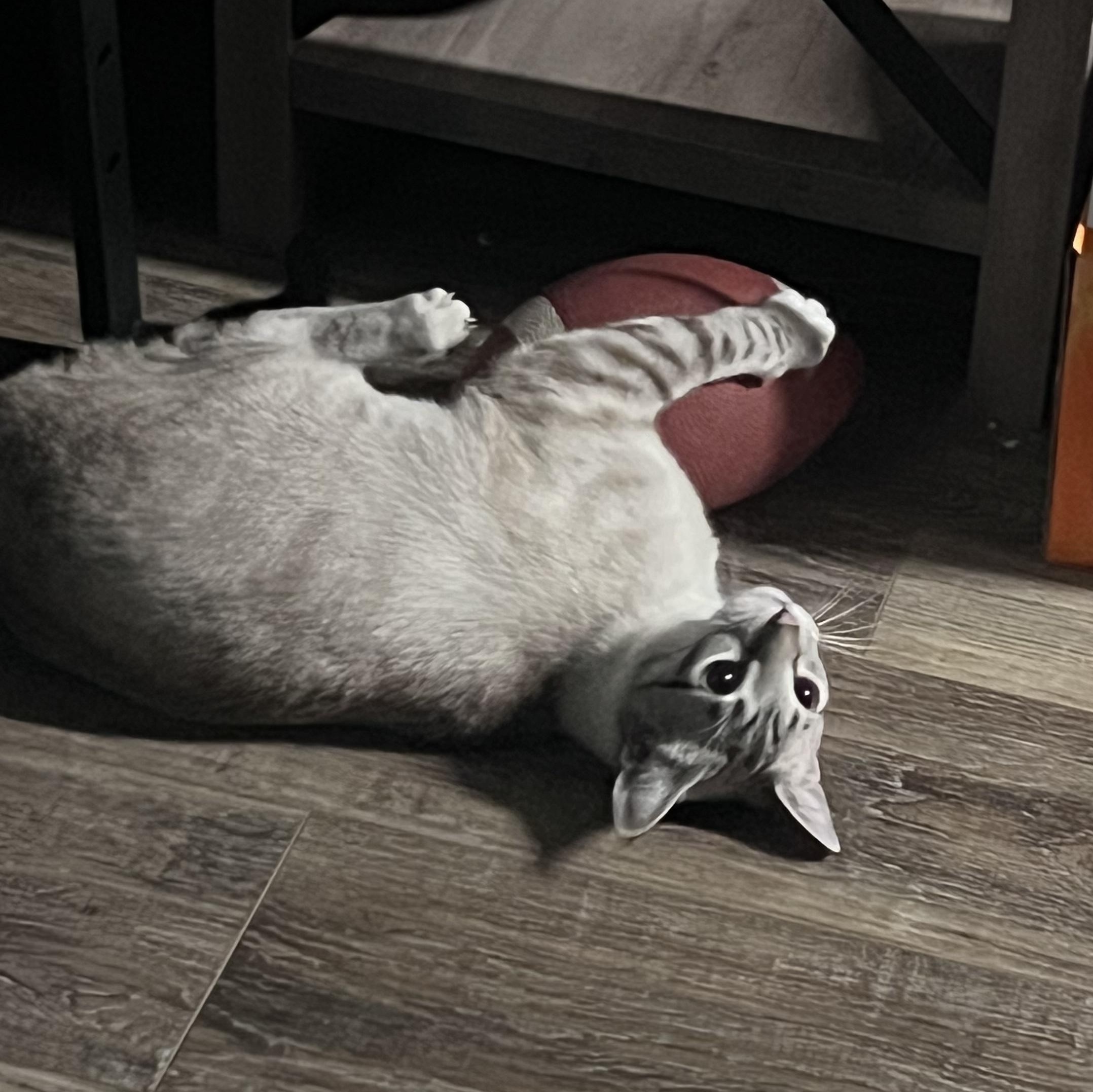 Max & Milo, a ADOPTABLE American Shorthair in Springdale, AR image 3/4