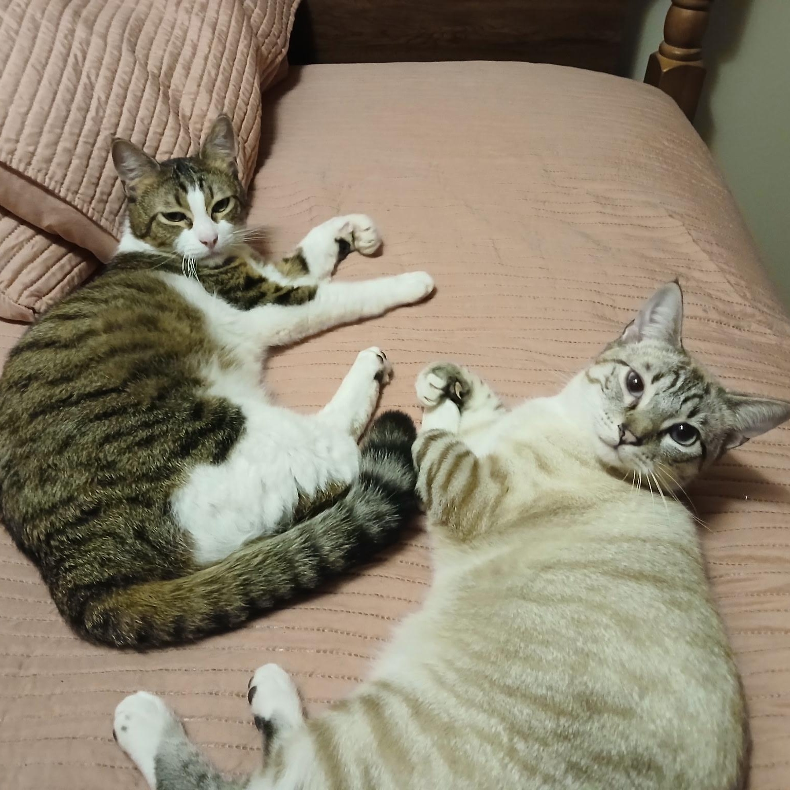 Max & Milo, ADOPTABLE, Young Male American Shorthair.
