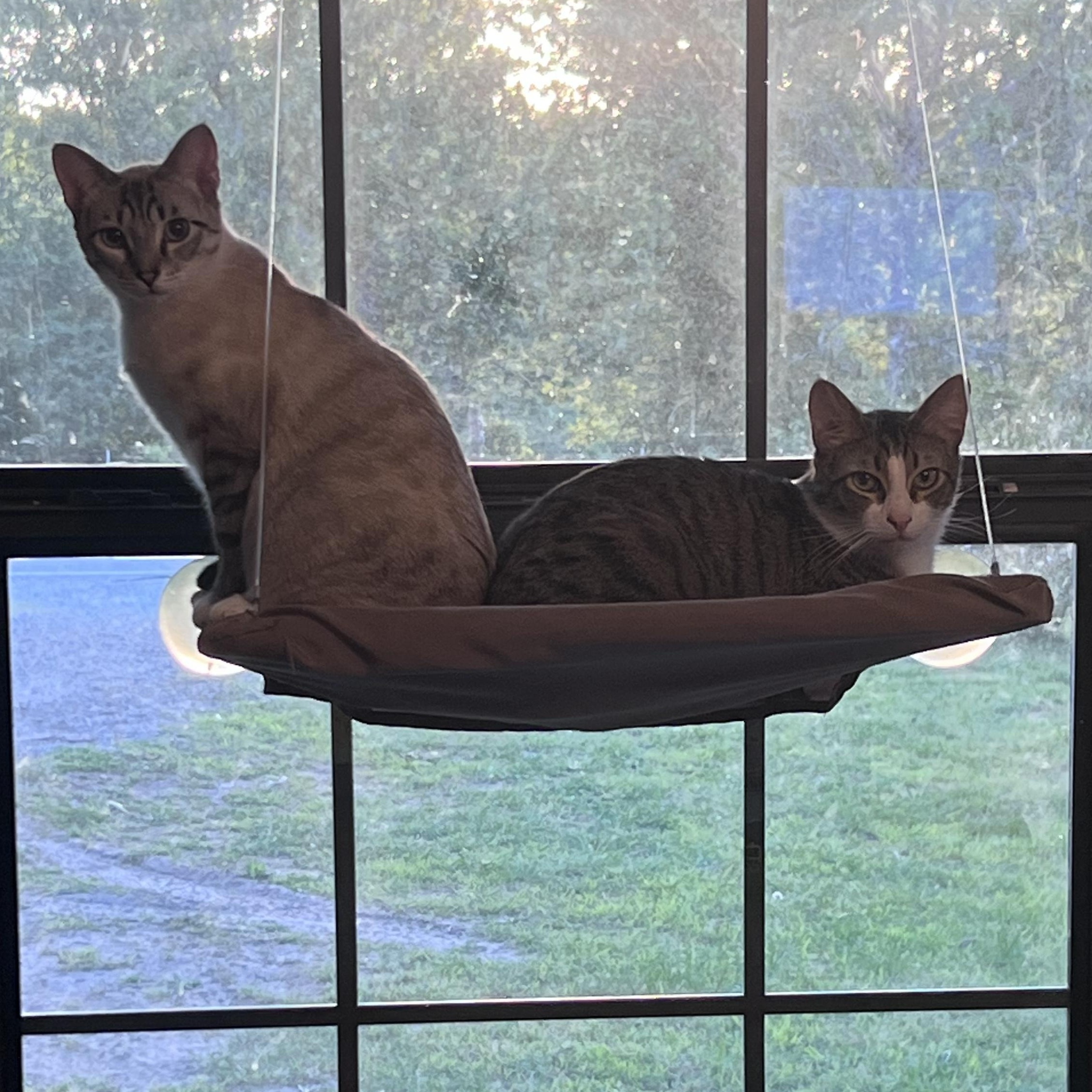 Max & Milo, ADOPTABLE, Adult Male American Shorthair.