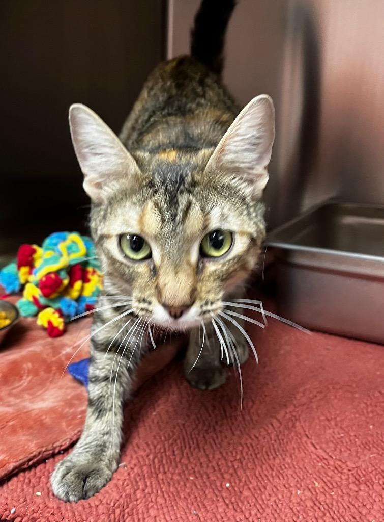 Enlarge Toolbox, a Adoptable mixed breed in Logan, UT image 1/1