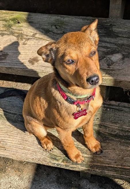 Nikki, an adopted mixed breed in Watertown, CT image 4/6