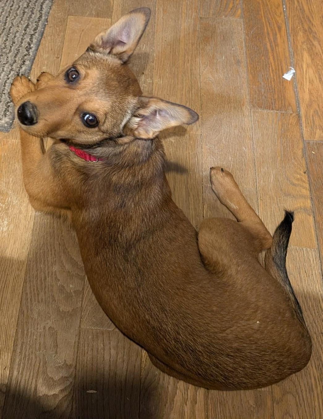 Nikki, an adopted mixed breed in Watertown, CT image 3/6