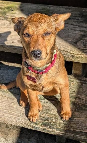 Nikki, an adopted mixed breed in Watertown, CT image 1/6