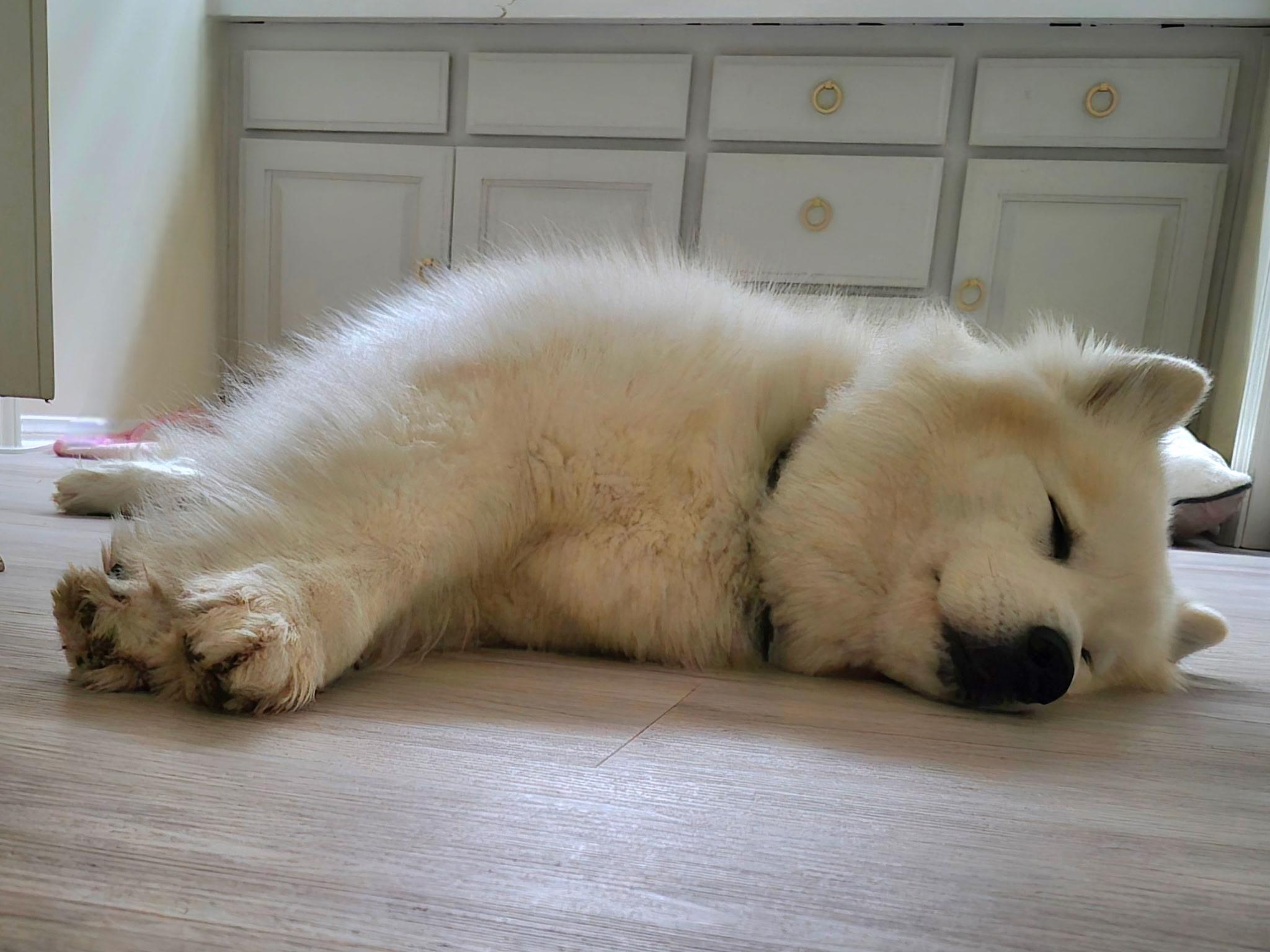 Enlarge Chanel, a Adopted mixed breed in Templeton, CA image 5/6