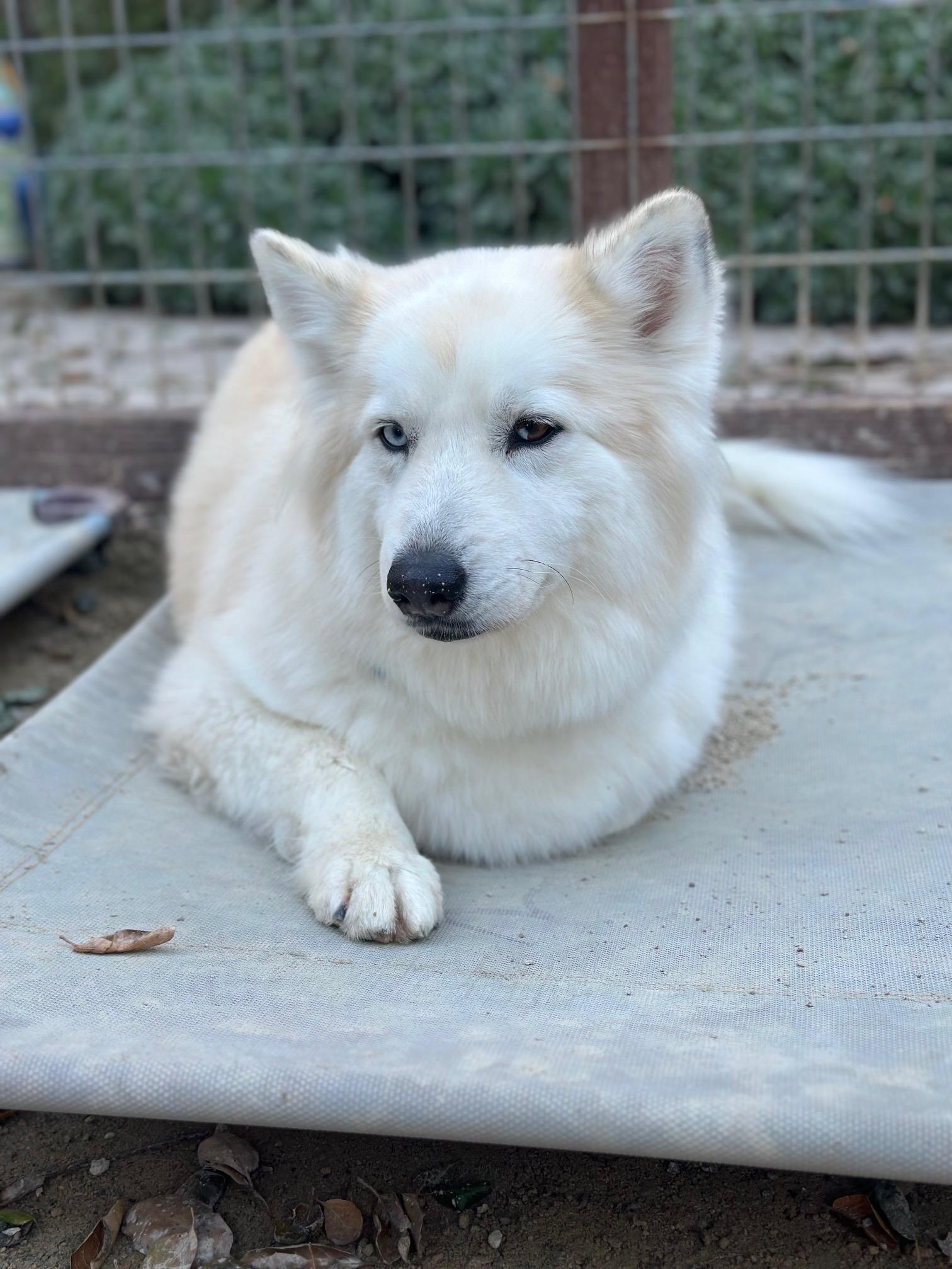 Enlarge Chanel, a Adopted mixed breed in Templeton, CA image 6/6