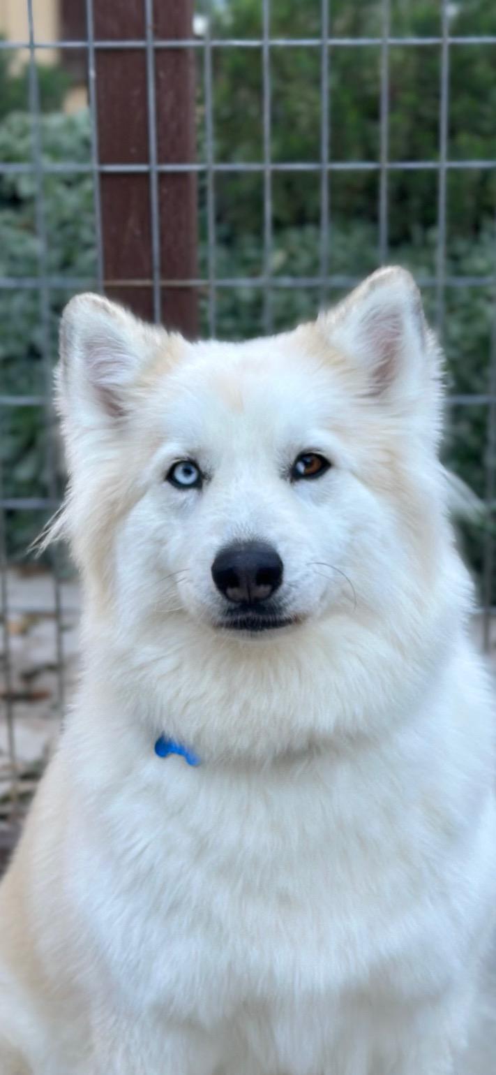 Chanel, Adopted, Young Female Samoyed.