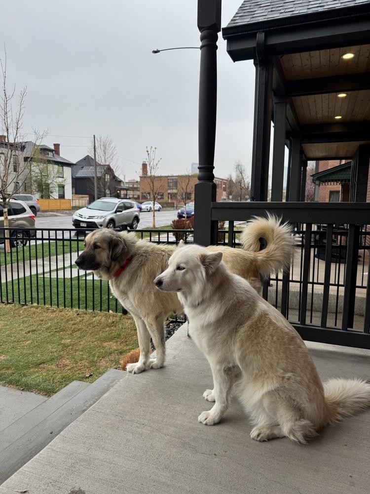 Reba, Adoptable, Adult Female Anatolian Shepherd & Great Pyrenees.