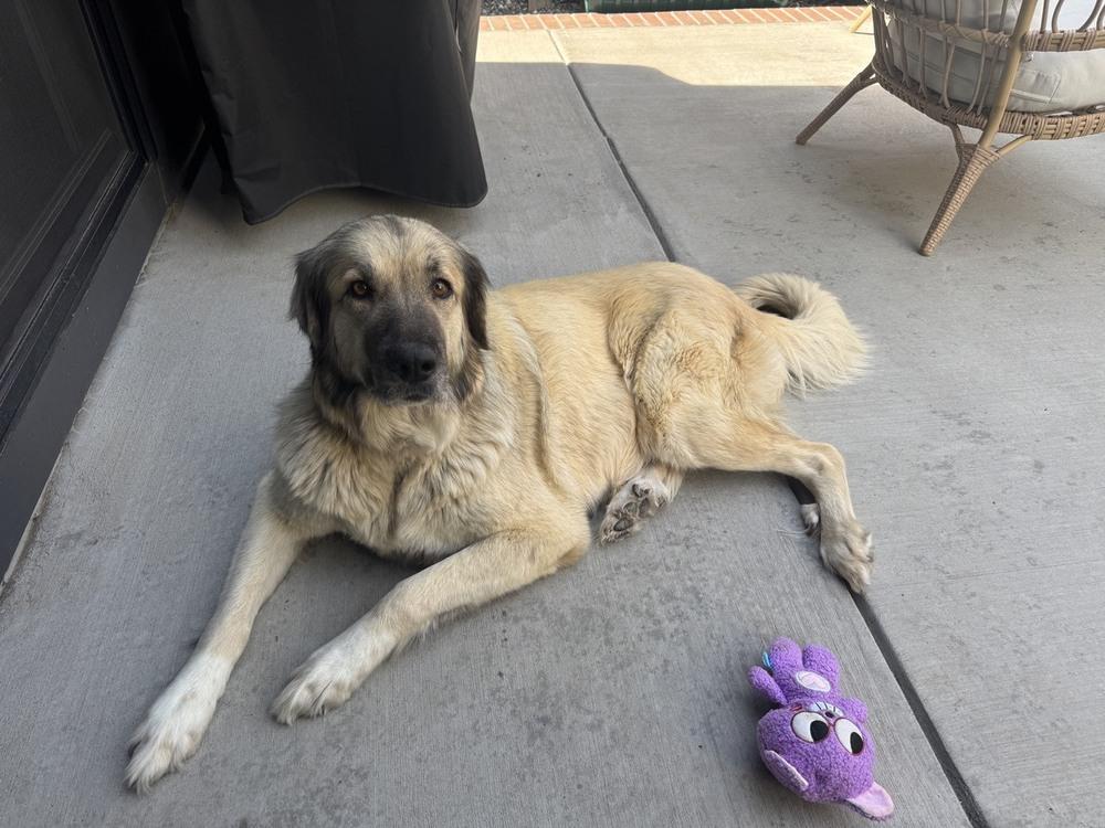 Enlarge Reba, a Adoptable mixed breed in Denver, CO image 2/5