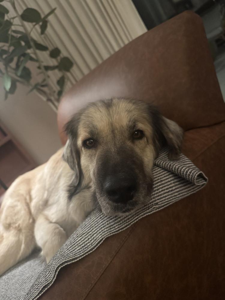 Enlarge Reba, a Adoptable mixed breed in Denver, CO image 3/5