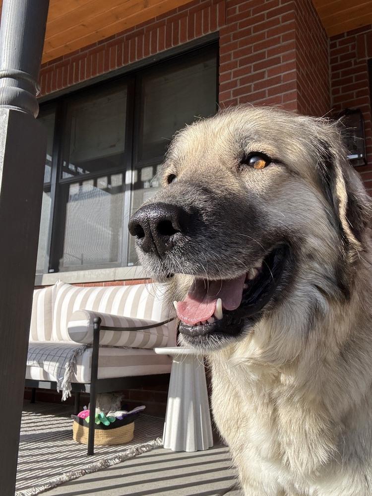 Enlarge Reba, a Adoptable mixed breed in Denver, CO image 4/5