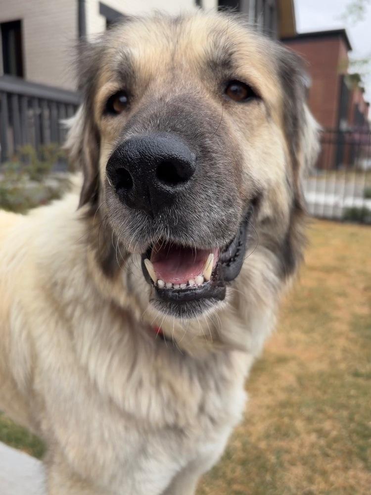 Enlarge Reba, a Adoptable mixed breed in Denver, CO image 5/5