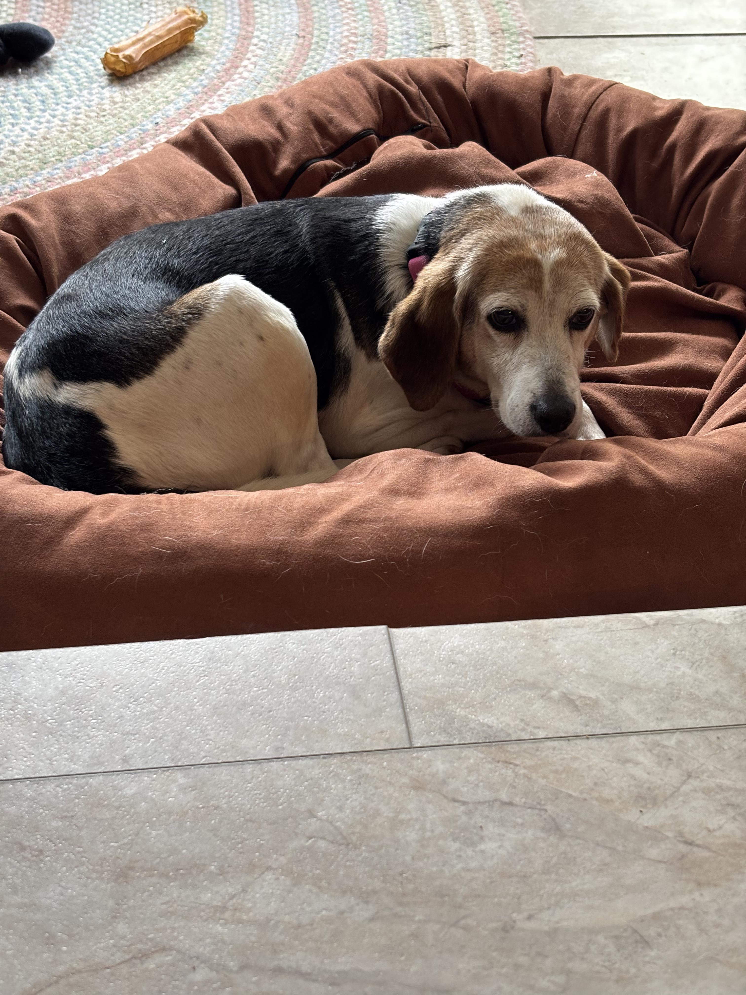 MILLY, a Adoptable mixed breed in Heathsville, VA image 2/3