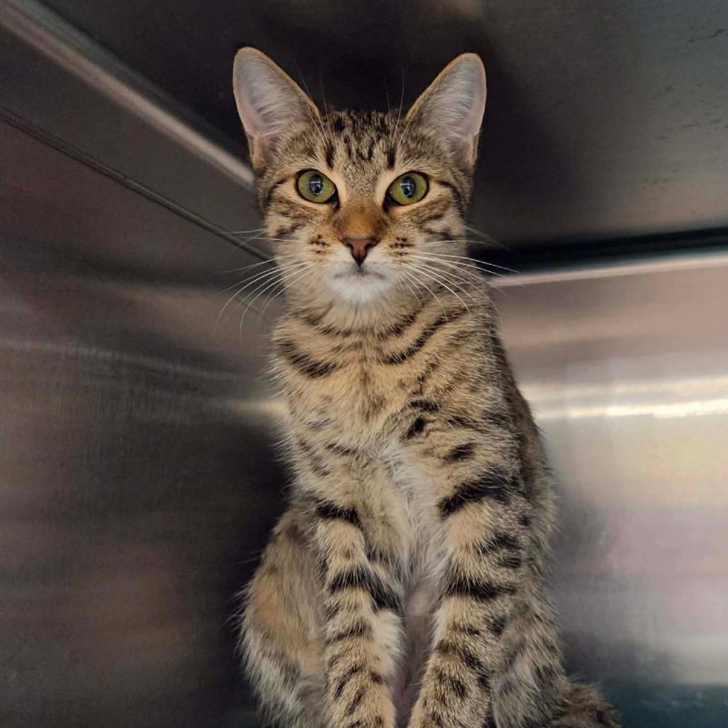 Enlarge Mitzi, a Adoptable Domestic Short Hair in Williston, FL image 1/3