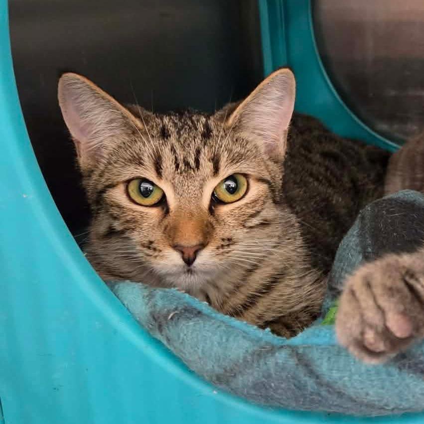Enlarge Mitzi, a Adoptable Domestic Short Hair in Williston, FL image 2/3
