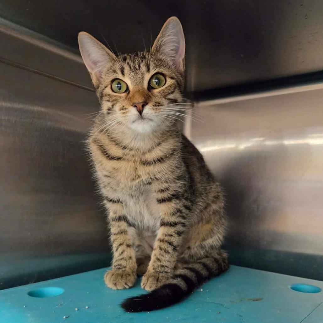 Enlarge Mitzi, a Adoptable Domestic Short Hair in Williston, FL image 3/3